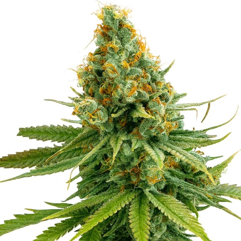 Tango Feminized