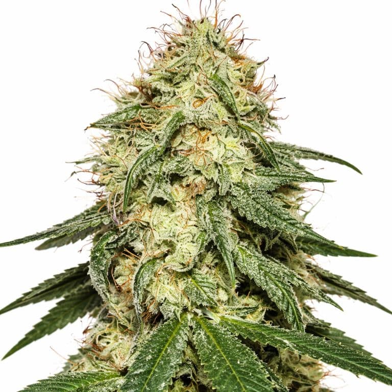Tembo Kush Autoflower
