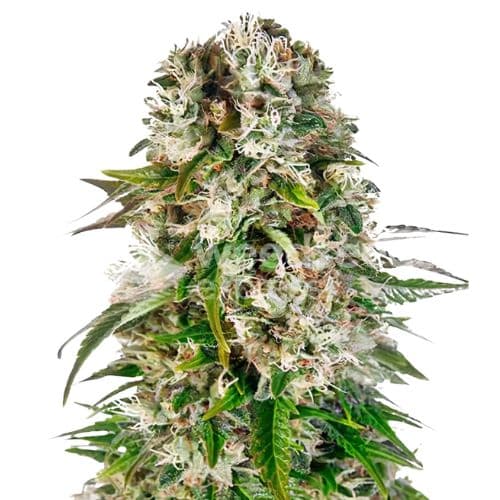 THC Bomb Auto