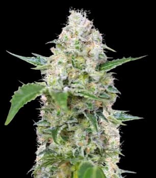 The Hog Feminized