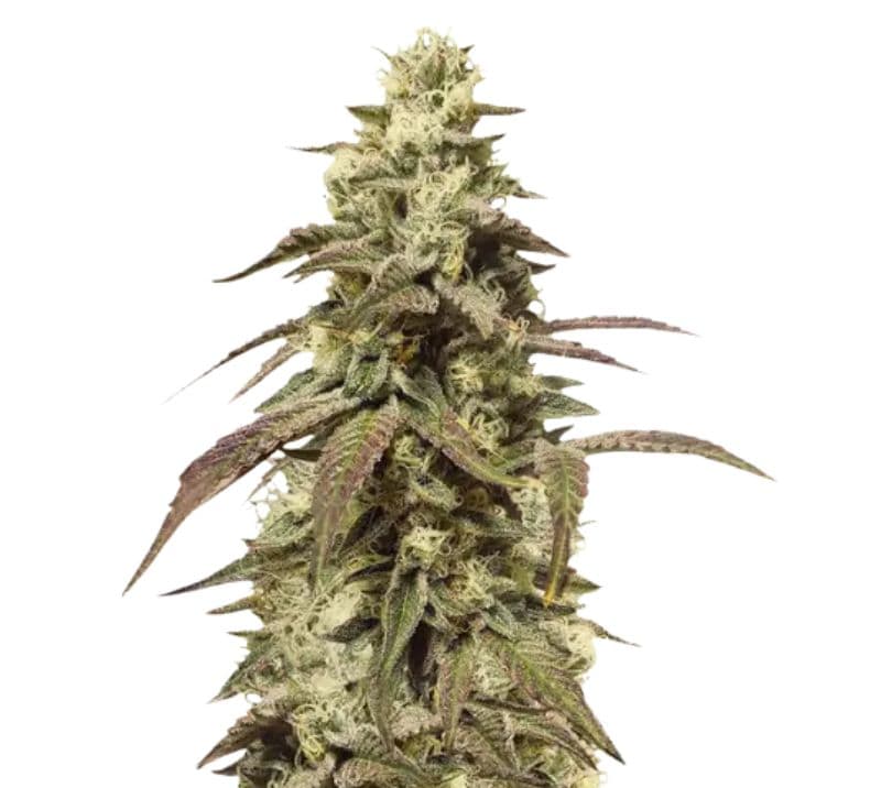 The OX Autoflower