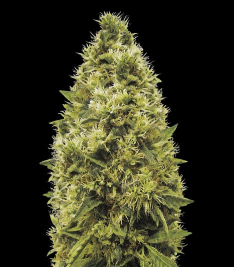The White Feminized