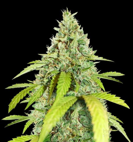 Thin Mint GSC Auto