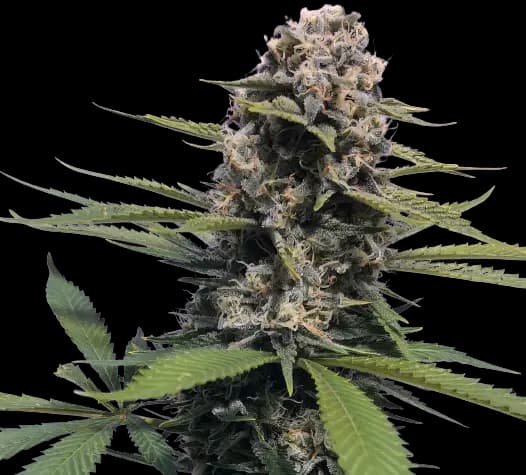 Timewreck cannabis seeds packaging — Royal King Seeds Canada