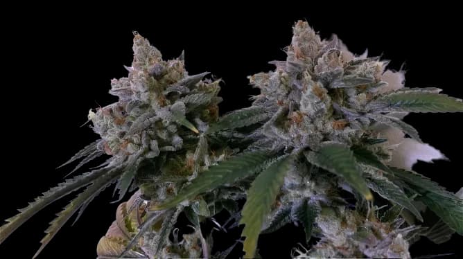 Tora Bora Feminized