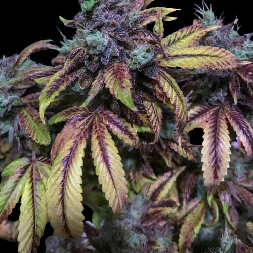 Tuna Kush Feminized