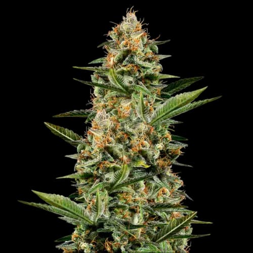 Venus OG Autoflower