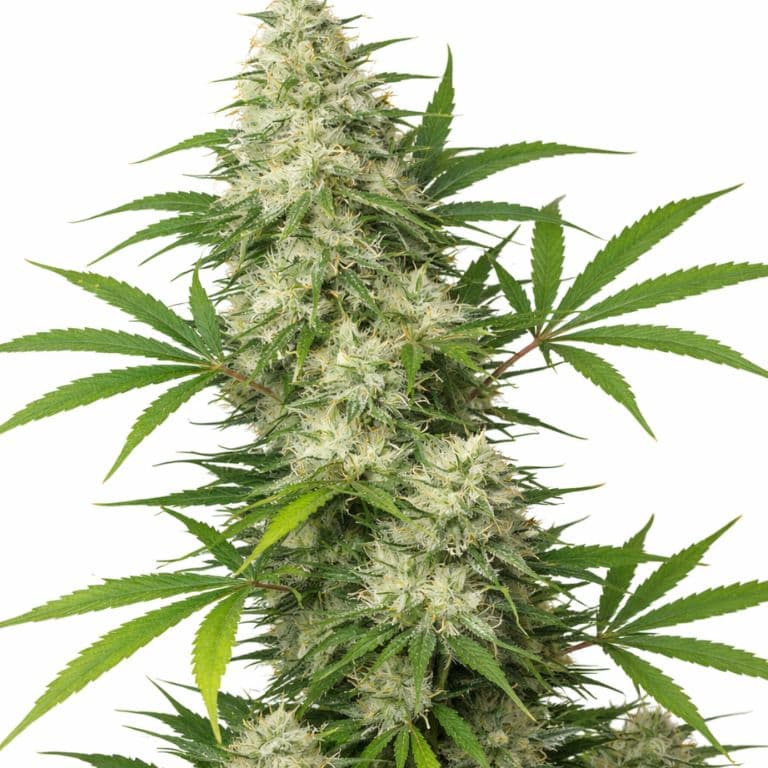 Vortex cannabis seeds packaging — Royal King Seeds Canada