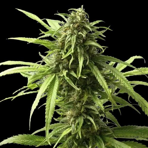 Warlock Feminized