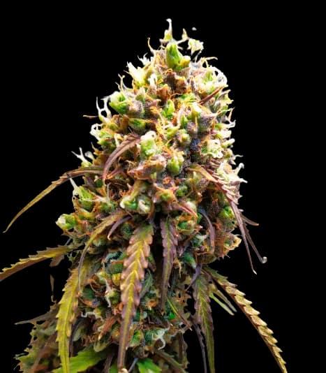 West OG Feminized