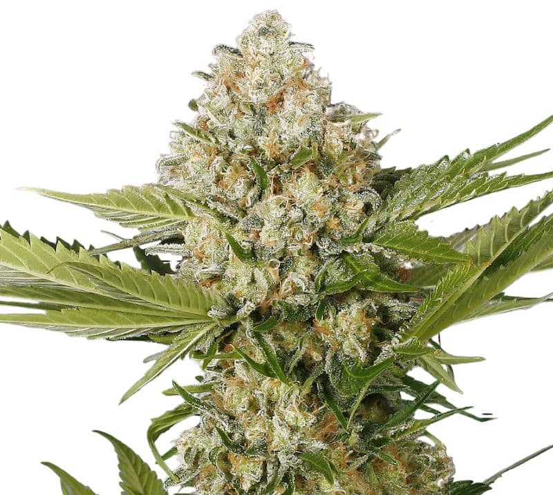 White Buffalo Auto