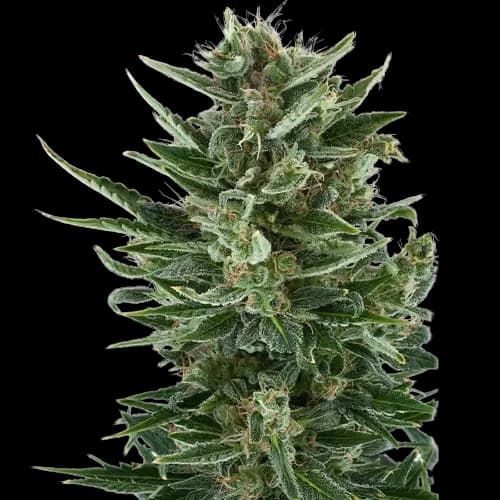 White Gold Auto
