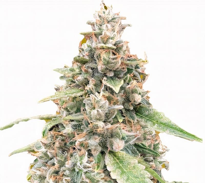 White OG Feminized