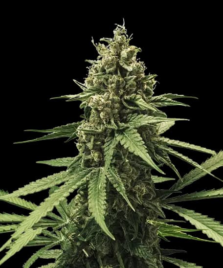White Rhino Auto