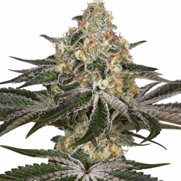 White Widow Auto