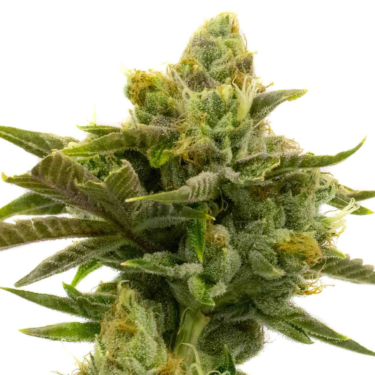 Wild Hog Autoflower