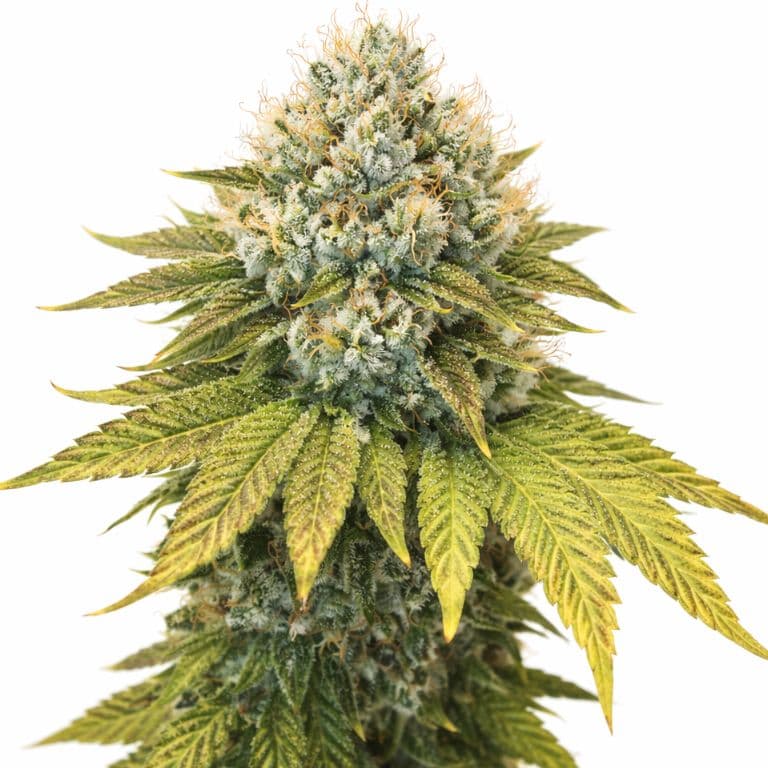 Wilson Feminized
