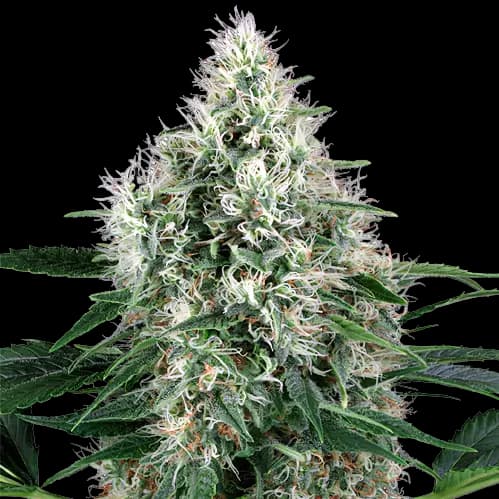 WMD Feminized