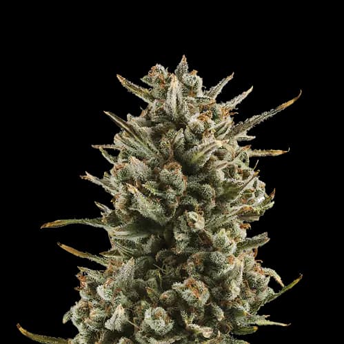 WSU Feminized