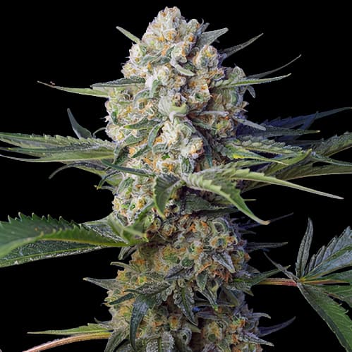 WTF Autoflower