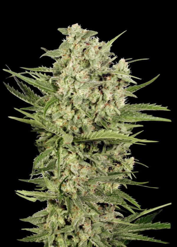 XXX 420 Feminized
