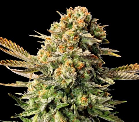 XXX OG Feminized