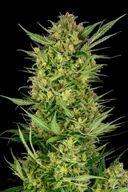 Yeti OG Feminized