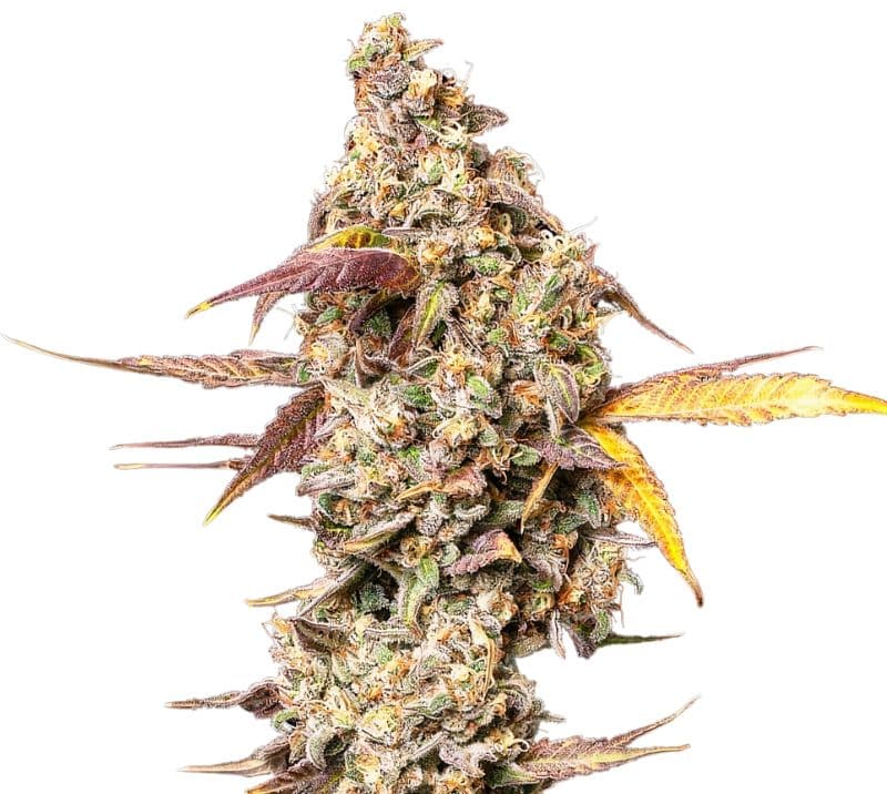 Yoda OG cannabis seeds packaging — Royal King Seeds Canada