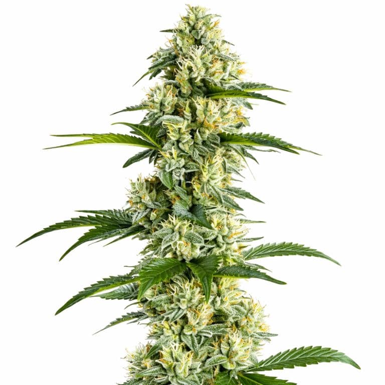 Yumboldt Feminized