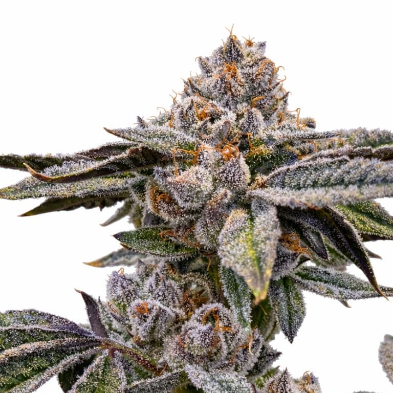 Zashimi Feminized
