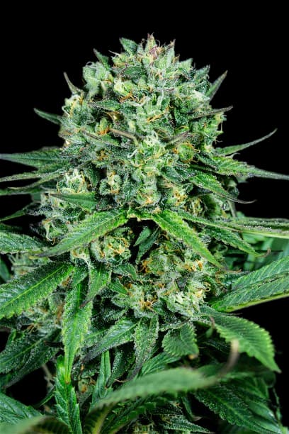 Zen CBD Feminized