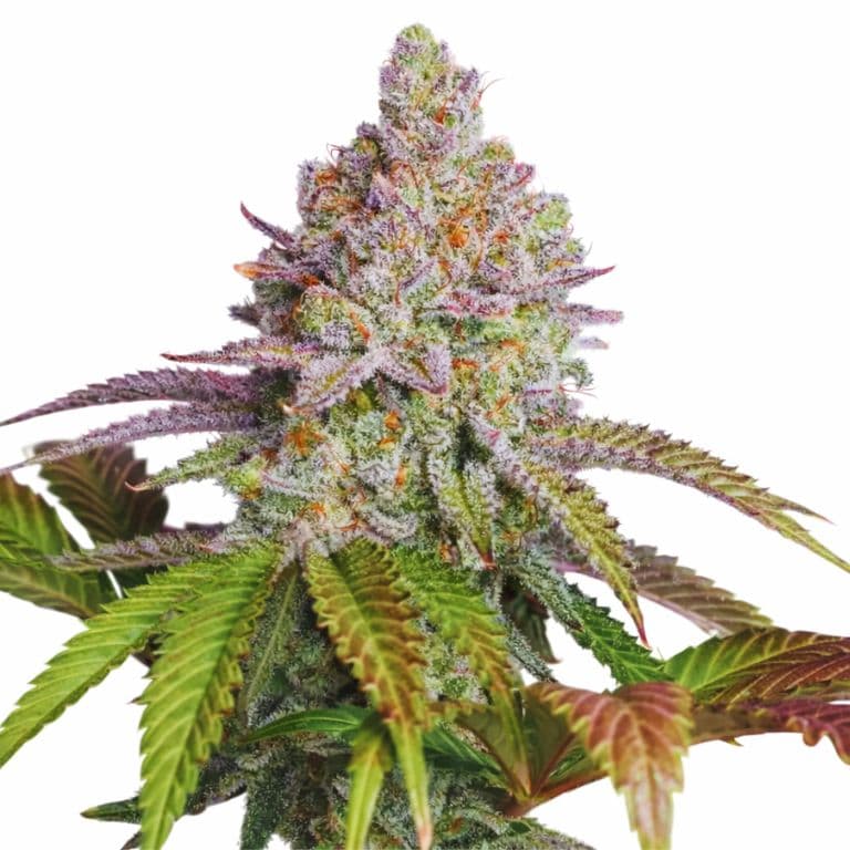 Zkittlez Feminized