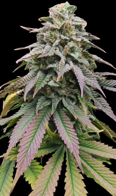 Zombie OG Feminized