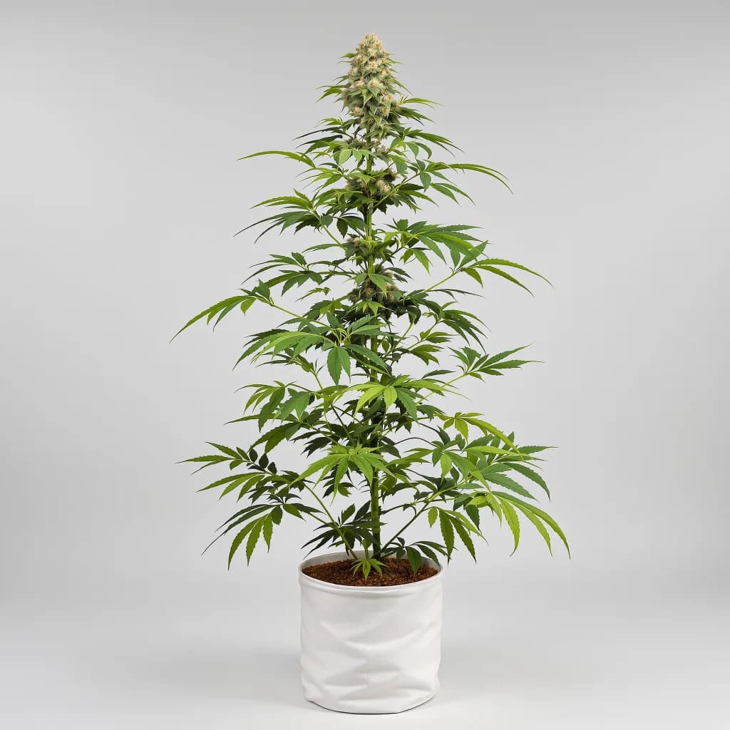 Kush Mints Feminized
