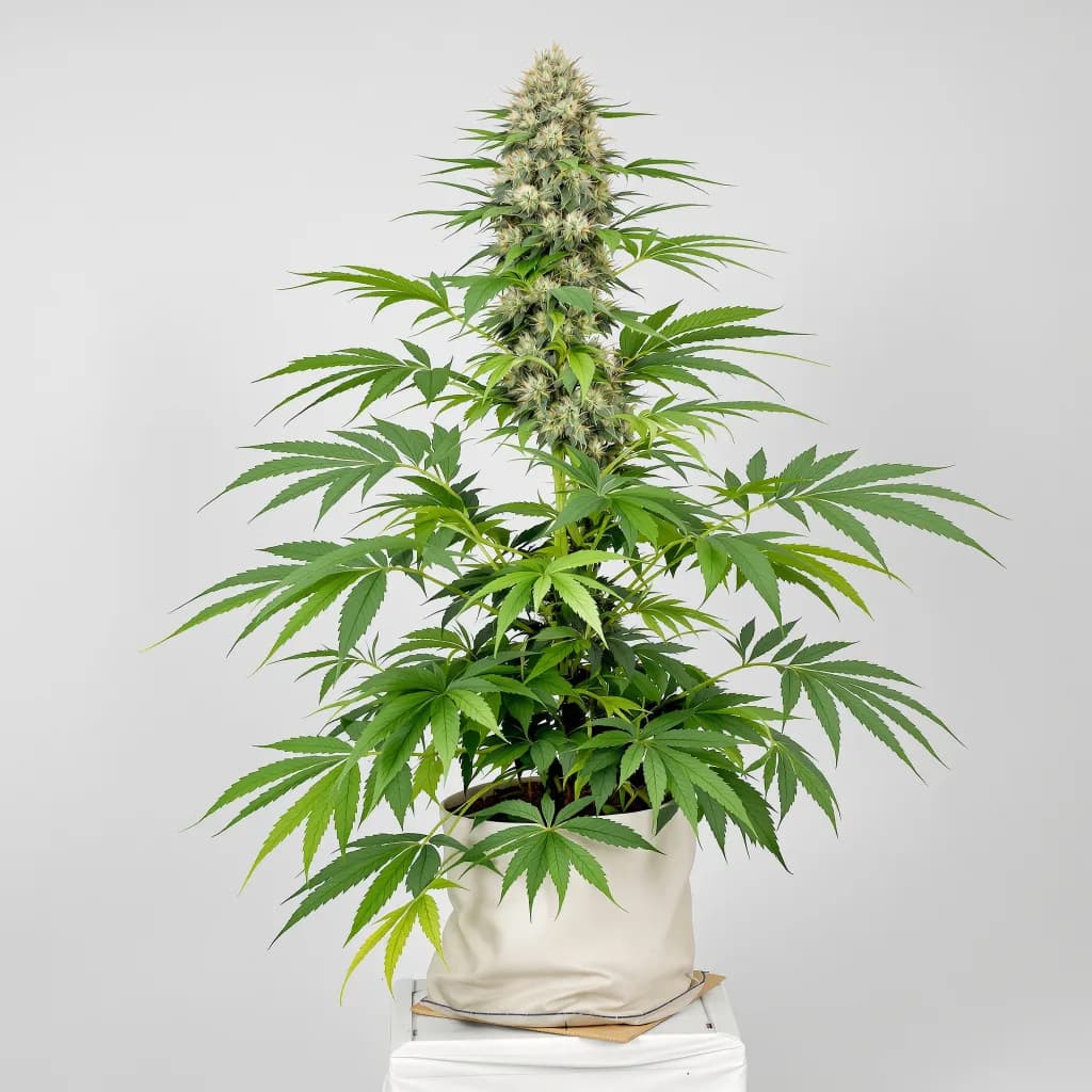 Yodas Brain cannabis seeds packaging — Royal King Seeds Canada