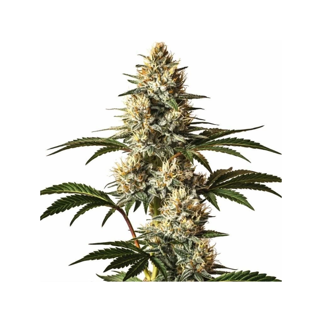 God’s Treat cannabis seeds packaging — Royal King Seeds Canada