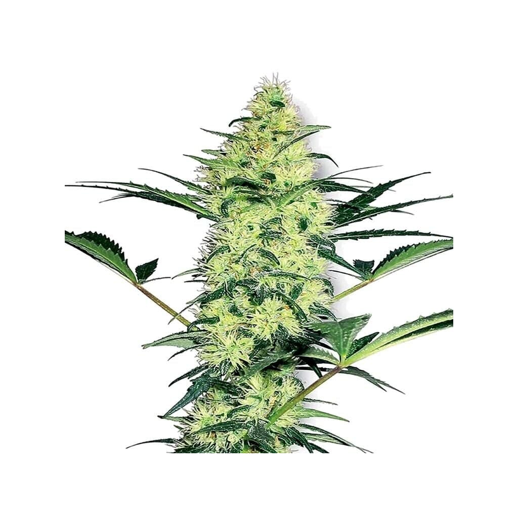 Mother’s Helper Feminized