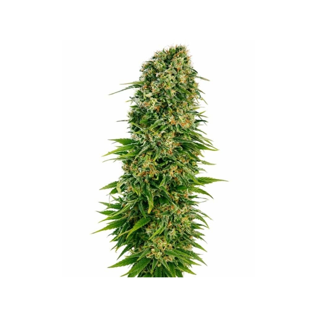 OGβs Pearl Feminized