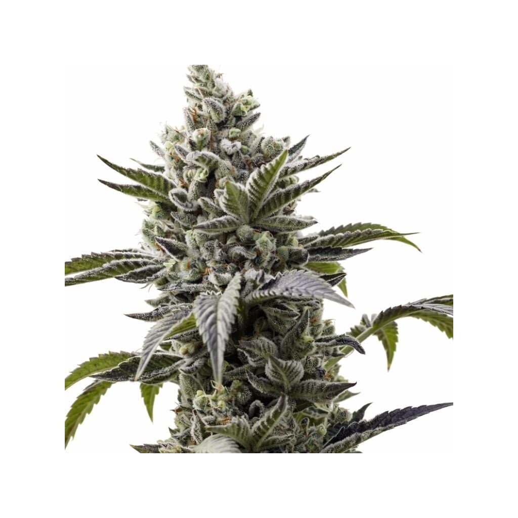Scott's OG Feminized