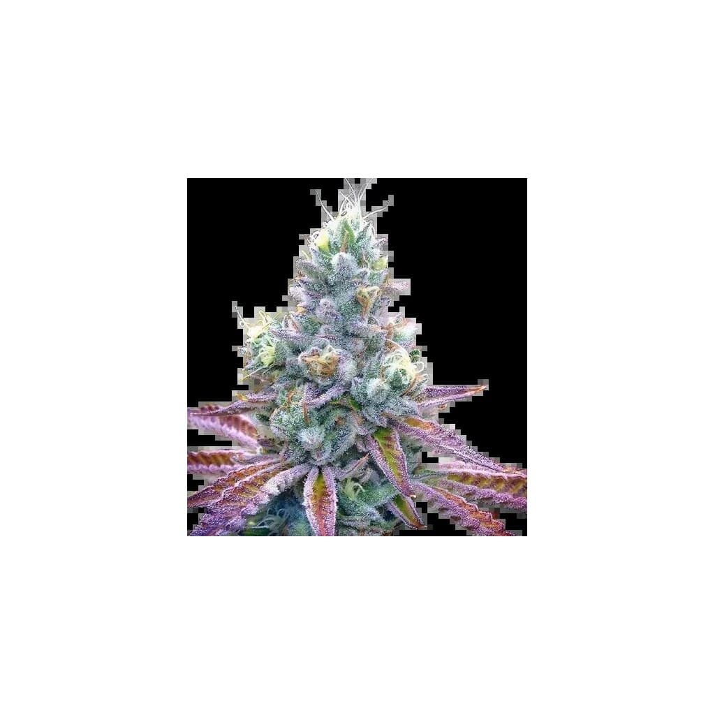 Tiger’s Milk cannabis seeds packaging — Royal King Seeds Canada