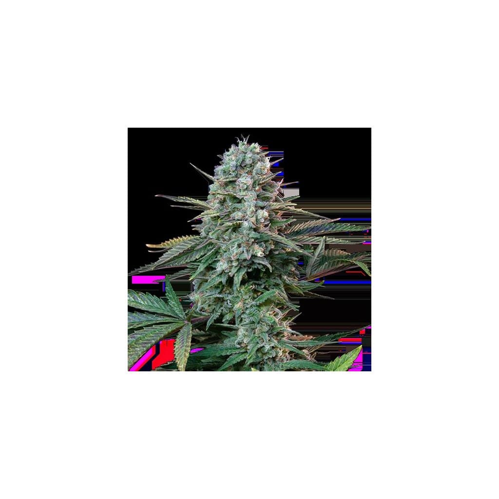 Yodaβs Brain Feminized