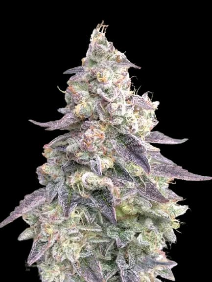 9 Pound Hammer Autoflower