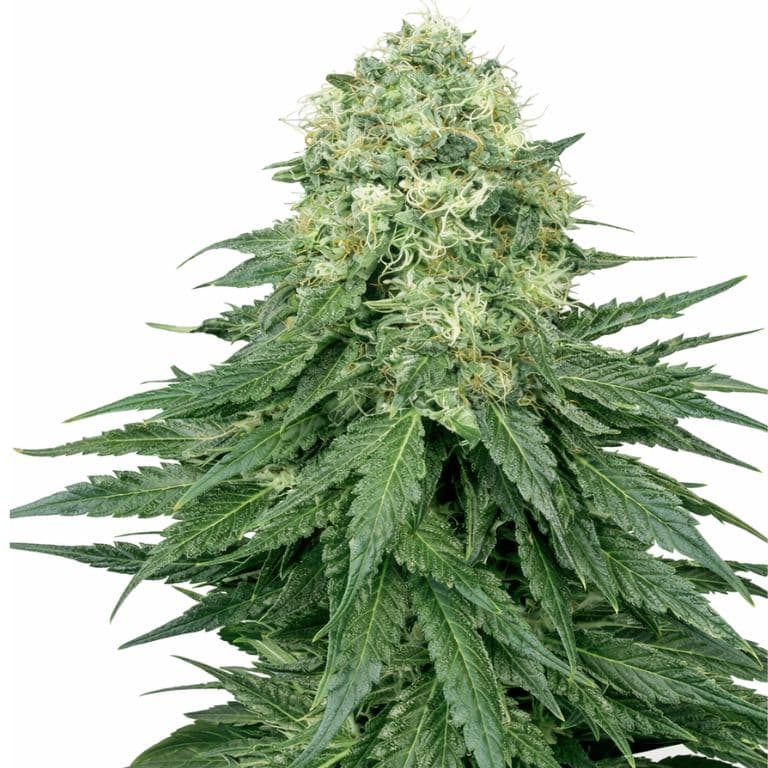 Ace Killer OG Autoflower