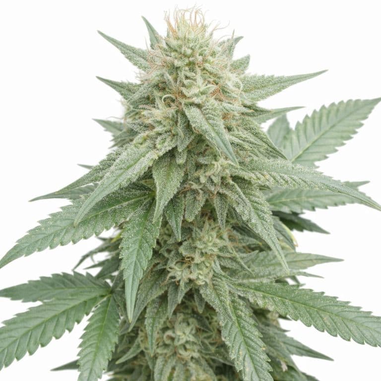 Afghan Big Bud Autoflower