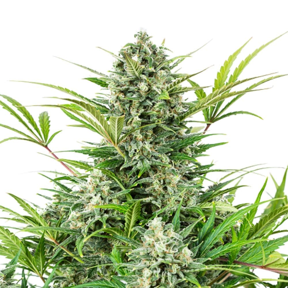 Afghan Hawaiian Autoflower