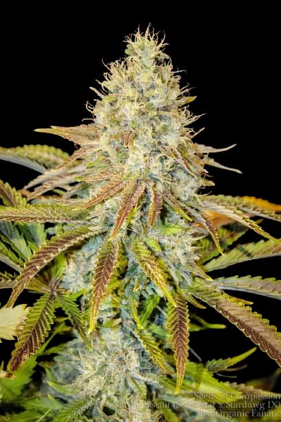 Afwreck cannabis seeds packaging — Royal King Seeds Canada