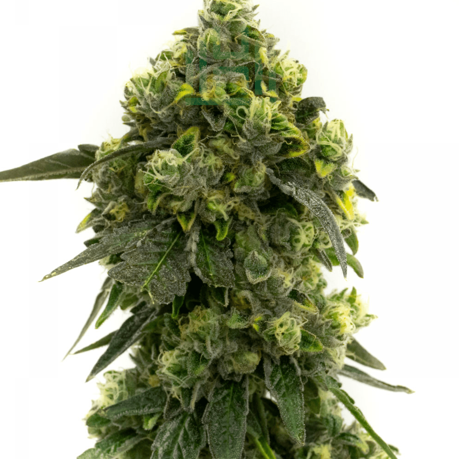 Alien Technology Feminized