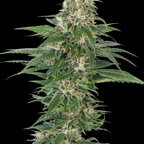 Aliens On Moonshine Autoflower