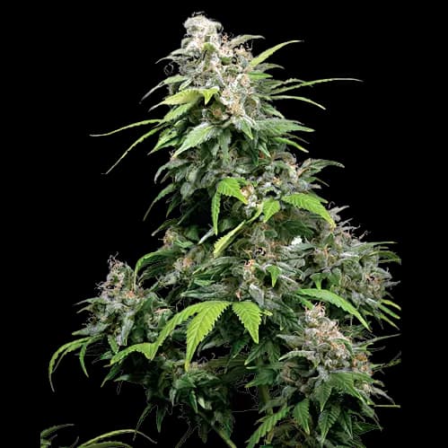 Alpine Star Feminized