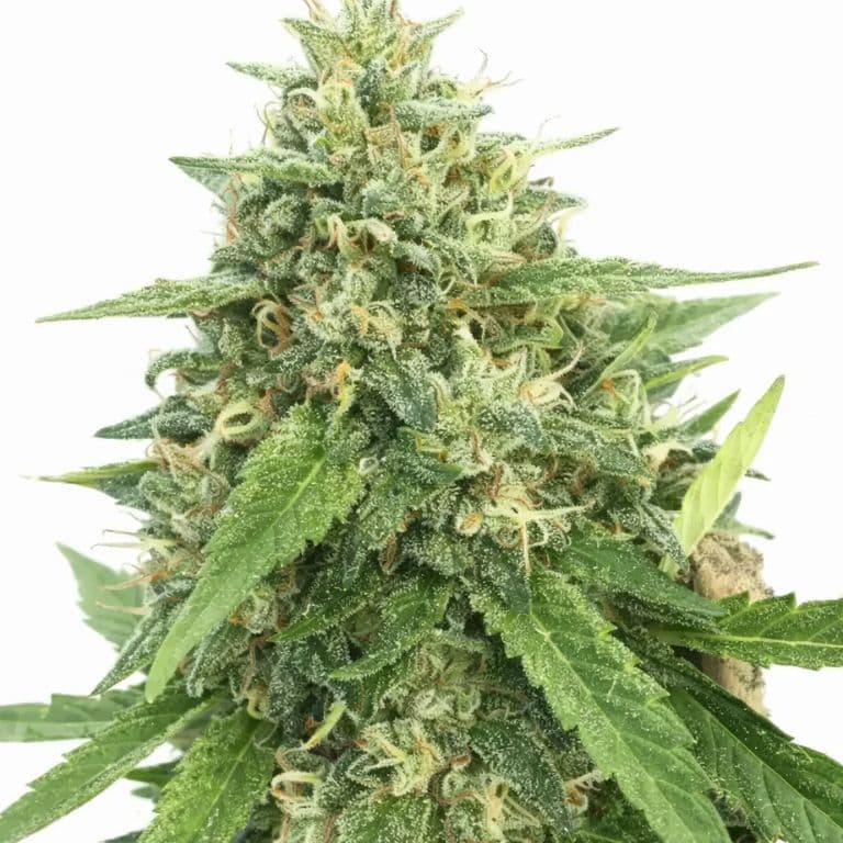 American Haze Autoflower